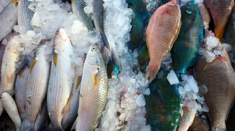 Tips Memilih Seafood Segar dan Berkualitas, dari Owner Okasea