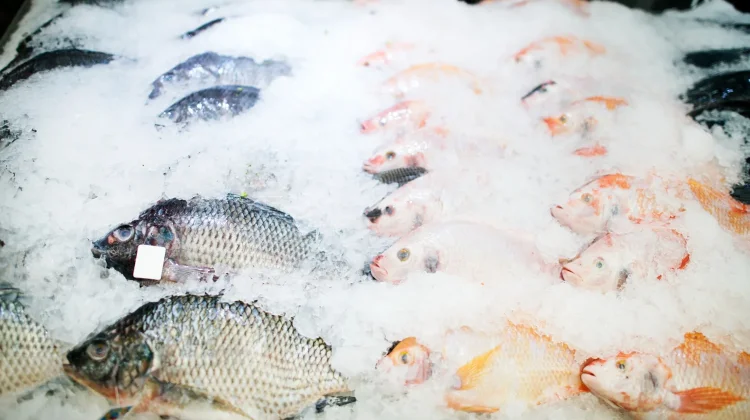 Seafood Beku Tetap Berkualitas jika Diolah Tepat