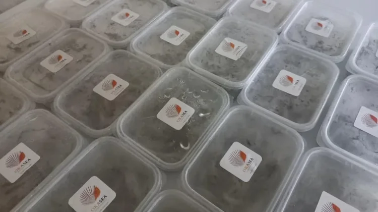 Okasea, Seafood Kemasan Mini untuk Ibu Rumah Tangga dan Anak Kos