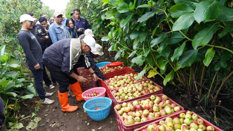 Apel Kota Batu Tetap Jaya, Petani Harus Terus Didampingi