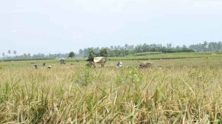 Tanam Jagung dan Pakai Pompa, Petani Milenial di Turen Malang Antisipasi Kemarau