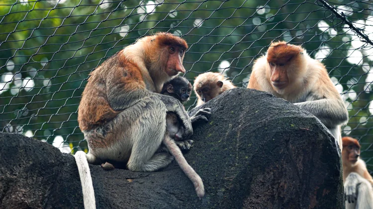 Bayi Bekantan ke-8 Lahir di Batu Secret Zoo Jatim Park