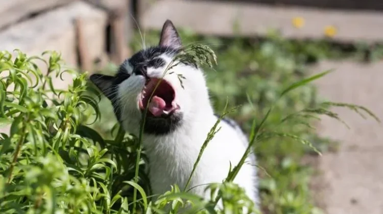 Cara Aman Usir Kucing Liar dari Halaman Rumah