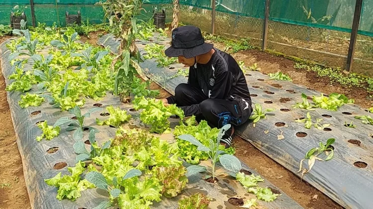 Petani Organik di Malang Siapkan Strategi Hadapi Kemarau Panjang