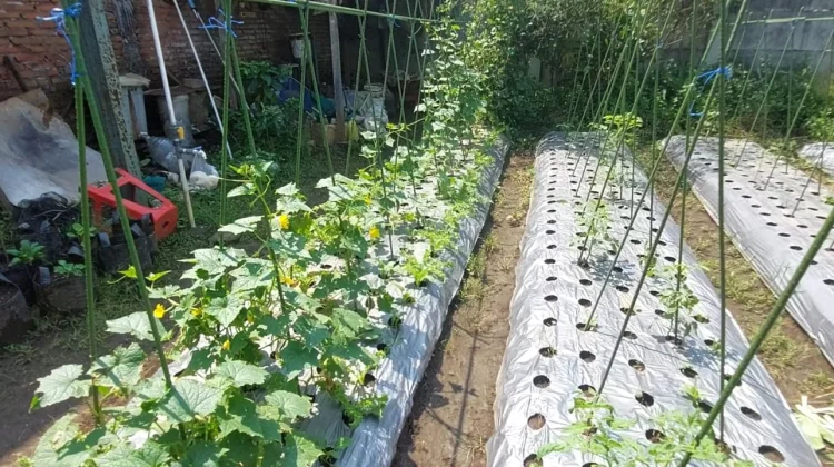 Gogrin Kembangkan Sayur Organik, Minat Pasar Terus Naik