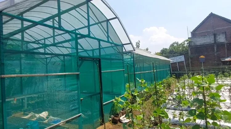 Tantangan Biaya dan Inovasi Warnai Pertanian Organik