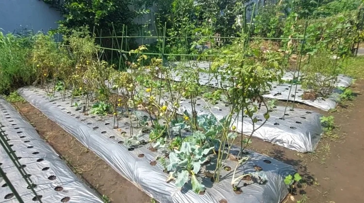Petani Diminta Beralih Bertahap ke Pertanian Organik