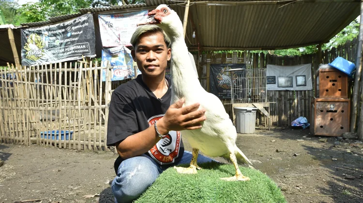 Budidaya Entok Jumbo dan Hias di Kabupaten Pasuruan Sangat Menjanjikan