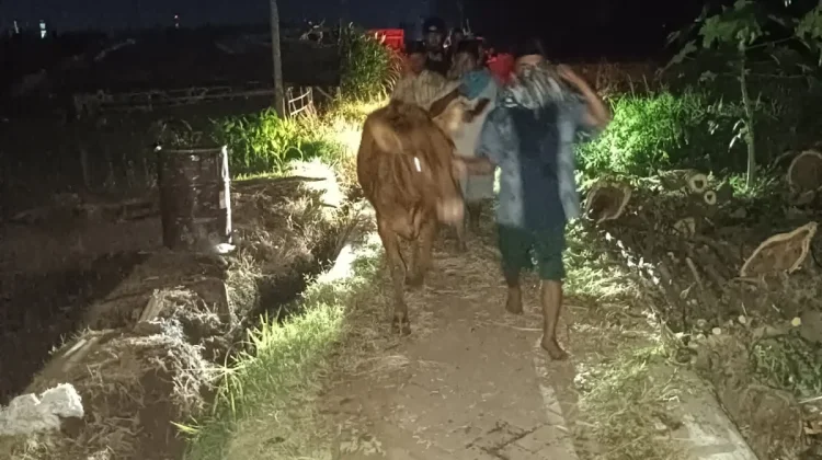 Polisi Gagalkan Pencurian Sapi di Probolinggo Kota