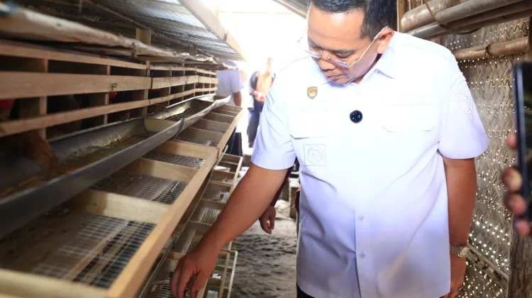 Tingkatkan Ekonomi Warga, DKP3 Probolinggo Beri Pelatihan Ternak Burung Puyuh