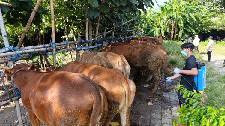 Sidak Pasar Dimoro, Satu Sapi Positif Penyakit LSD