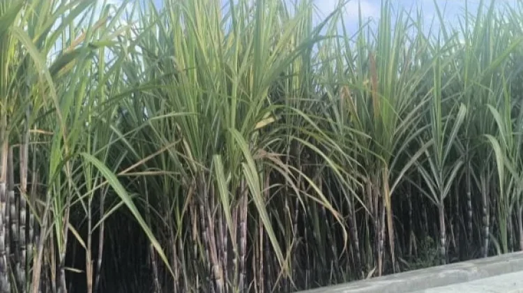 Biaya Unloading Bibit Tebu Bantuan Bongkar Ratoon Disorot