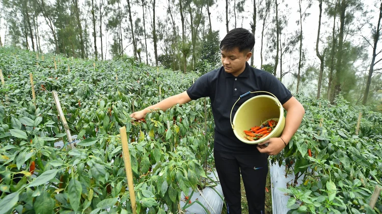 Awal Kemarau, Petani Cabai Besar di Tosari Mulai Panen Raya