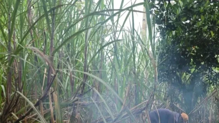 Jerit Petani Kabupaten Malang di Balik Bantuan Bibit Tebu