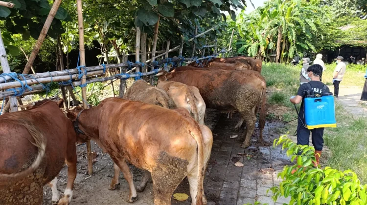 Stok Hewan Kurban Surplus, Harga Sapi Mulai Naik
