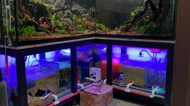 Inovasi Perairan Stabil menuju Aquarium Modern yang Low Maintenance