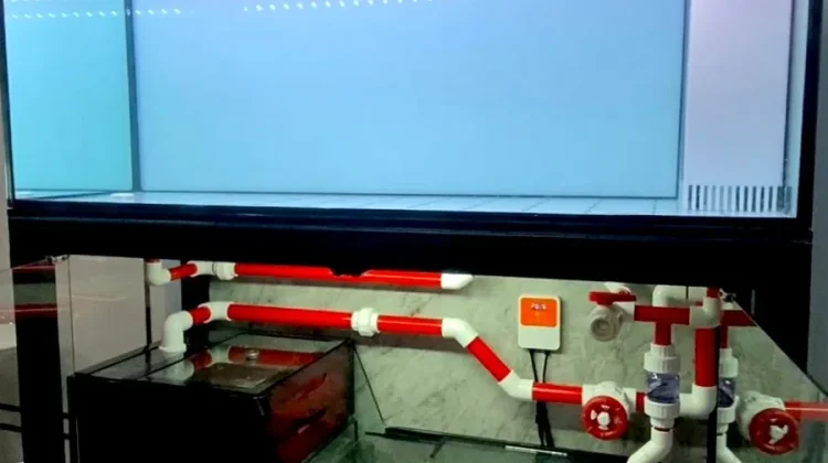 Inovasi Perairan Stabil menuju Aquarium Modern yang Low Maintenance
