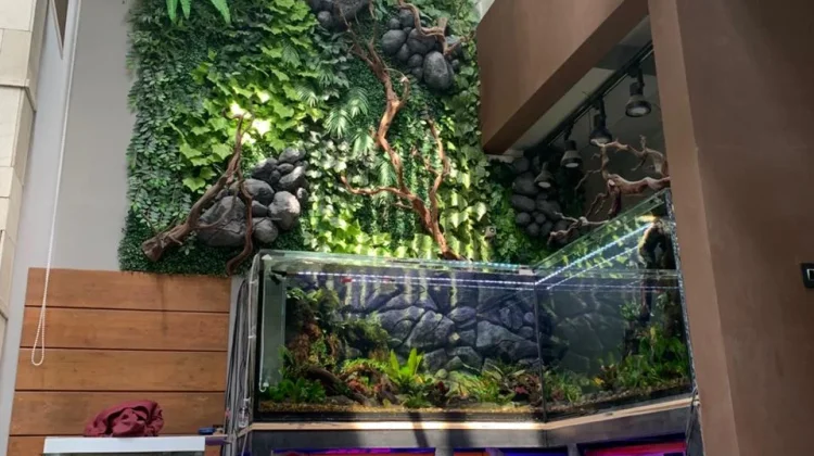 Aquarium, Bukan Sekadar Dekorasi Rumah