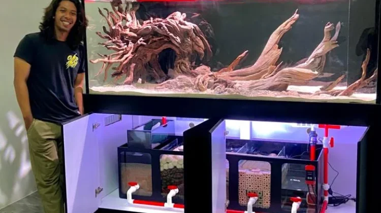 Aquarium, Bukan Sekadar Dekorasi Rumah