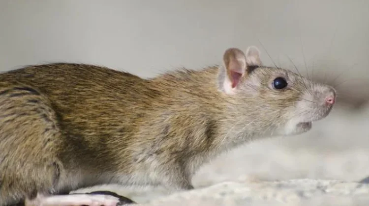 Waspada Hantavirus dan Leptospirosis dari Ancaman Tikus di Lingkungan