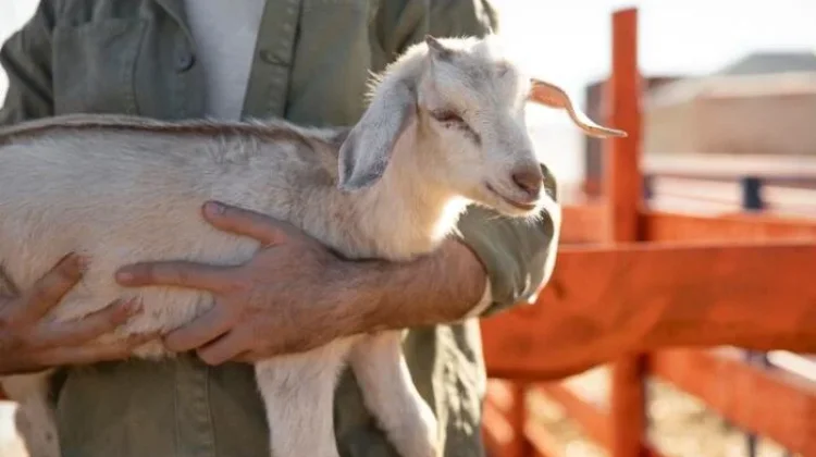 Ulama Tegaskan Kurban Kambing Tidak Bisa Patungan