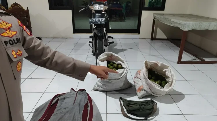 Polisi Amankan Dua Pencuri Jeruk di Malang