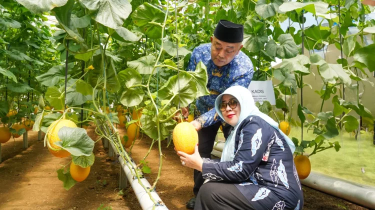 Bupati Malang Panen Melon Hidroponik di Donomulyo, Petani Bidik Pasar Hong Kong