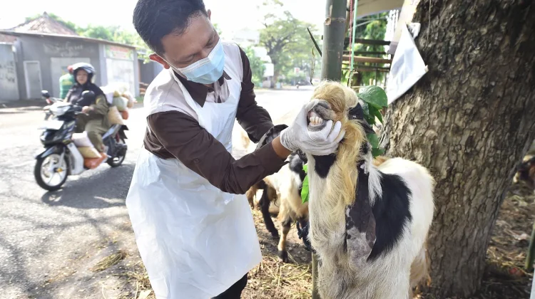 Keliling Lapak, DKP3 Kabupaten Pasuruan Gelar Pemeriksaan Ante Mortem