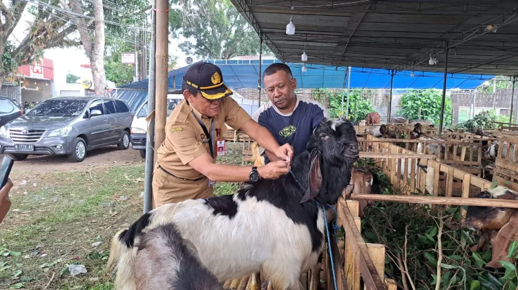 Dispangtan Kota Malang Intensifkan Pengawasan Hewan Kurban jelang Iduladha