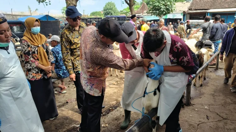 Dinas Peternakan Kabupaten Malang Pastikan Hewan Kurban Sehat