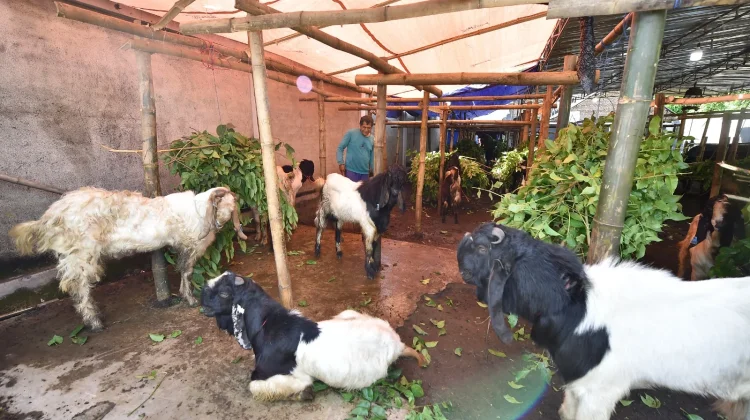 Menjelang Iduladha, Pedagang Hewan Qurban di Pasuruan Raup Omset Puluhan Juta