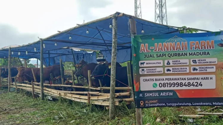 Jual Hewan Kurban Dekat Permukiman Boleh, Asal Kantongi Izin Lingkungan