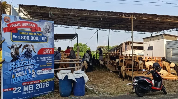 Dispangtan Periksa 87 Lapak Hewan Kurban, 3.155 Ekor Ternak Dinyatakan Sehat