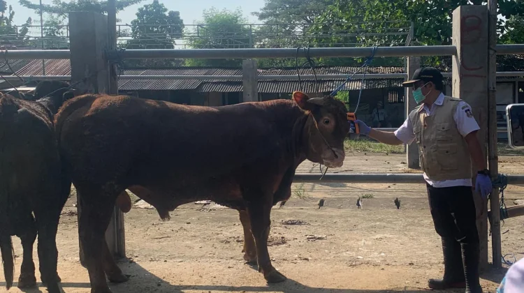 Dispangtan Kota Malang: Cermatlah Memilih Hewan Kurban Sehat