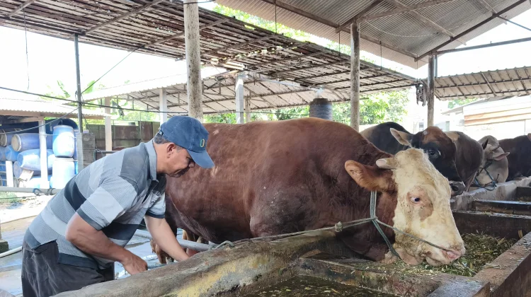 Sadewa Next Generation Jadi Sapi Kurban Presiden di Blitar