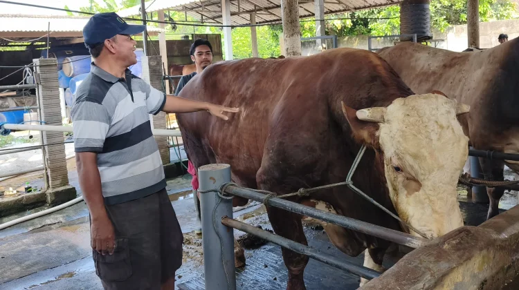 Sadewa Sapi Simental Blitar Tumbuh Jumbo tanpa Comboran
