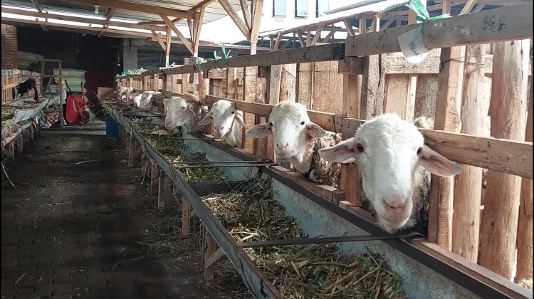 Harga Kambing Kurban Naik Menjelang Iduladha 1447 Hijriah