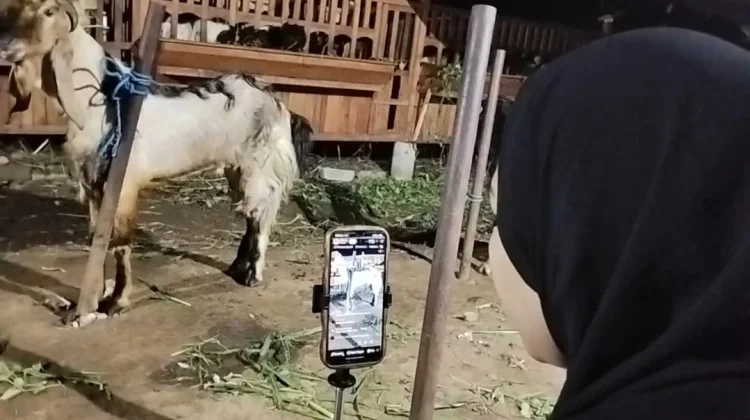 Peternak Milenial Malang Lepas 80 Ekor Kambing Kurban, Manfaatkan Live TikTok