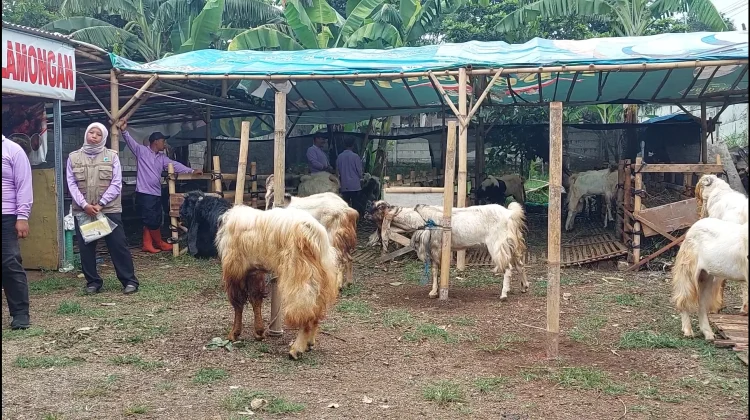 Iduladha 1447 Hijriah, Penjualan Kambing di Batu Masih Stabil