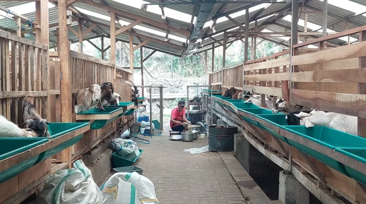 Pesanan Kambing Kurban di Kota Batu Naik 50 Persen