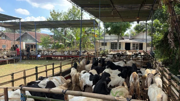 Pastikan Hewan Kurban Sehat, "Razaiq Farm" Siagakan Dua Dokter dan Tiga Mantri