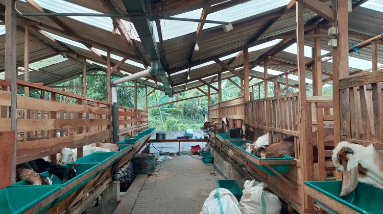 Temas Jaya Farm Kota Batu Kembangkan Breeding dan Milking