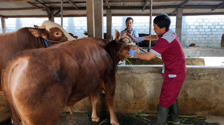 Disnakkan Blitar Pastikan Hewan Kurban Sehat dan Aman Dikonsumsi