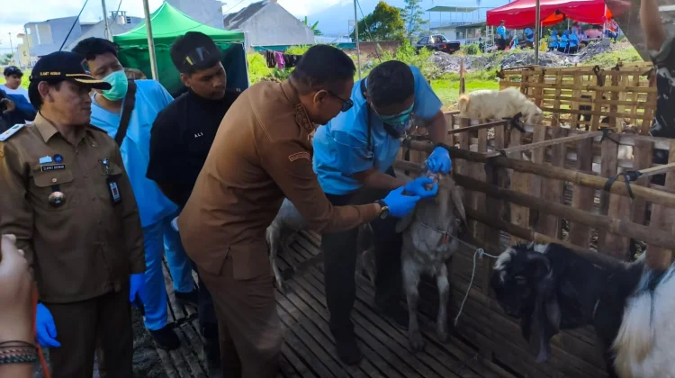 Permintaan Sapi Kurban di Kota Malang Meningkat Menjelang Iduladha