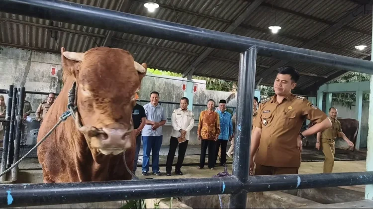 Presiden Salurkan Sapi Kurban 1,1 Ton untuk Warga Kota Blitar
