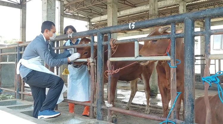 Distan KP Kota Batu Pastikan Hewan Kurban dalam Kondisi Sehat