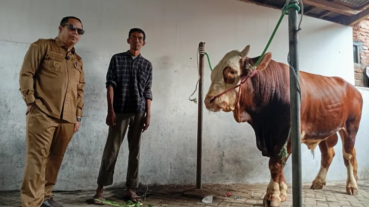 Sapi “Bagong” Asal Probolinggo Jadi Hewan Kurban Presiden Prabowo