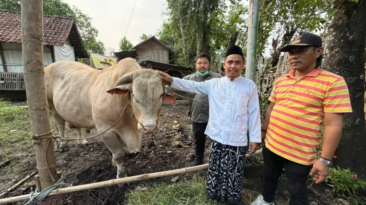 Ini Sapi Limosin 1,2 Ton dari Presiden Prabowo untuk Masyarakat Kabupaten Pasuruan