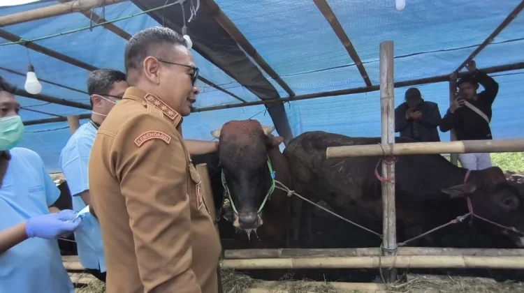 Kota Malang Terima Sapi Kurban Presiden Berbobot Satu Ton