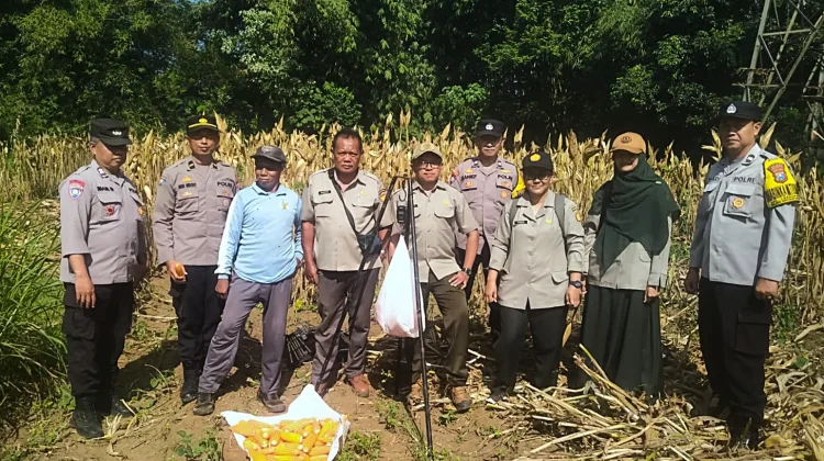 Panen Jagung, Polresta Malang Kota Perkuat Ketahanan Pangan Bersama Petani